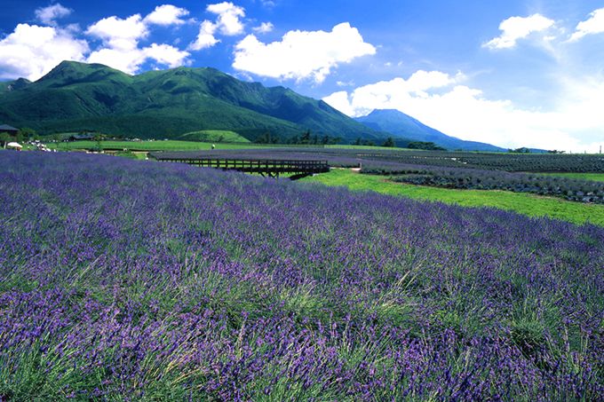 花语缤纷,今夏九州最热门赏花地盘点 花语缤纷,今夏九州最热门赏花地盘点