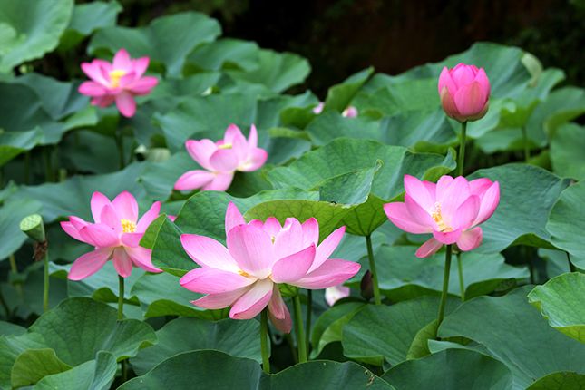 花语缤纷，今夏九州最热门赏花地盘点