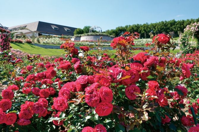 花语缤纷,今夏九州最热门赏花地盘点 花语缤纷,今夏九州最热门赏花地盘点