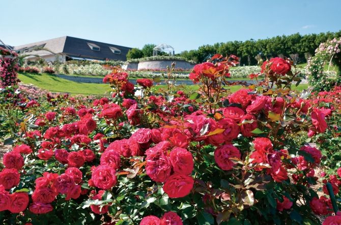 花语缤纷，今夏九州最热门赏花地盘点