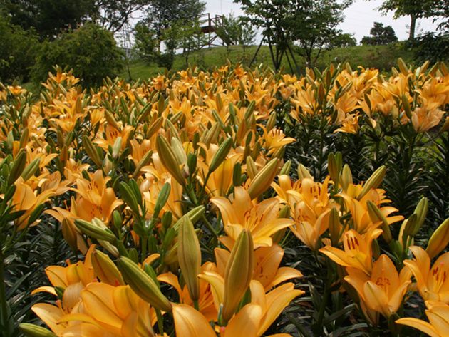花语缤纷,今夏九州最热门赏花地盘点 花语缤纷,今夏九州最热门赏花地盘点