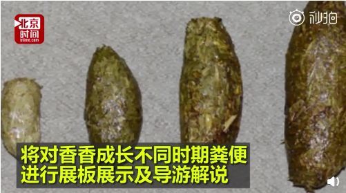 花钱闻屎?!日本动物园推出大熊猫粪便体验,岛国网友表示很欣慰… 花钱闻屎?!日本动物园推出大熊猫粪便体验,岛国网友表示很欣慰…