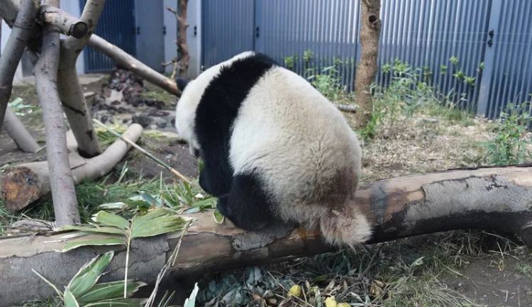 花钱闻屎？！日本动物园推出大熊猫粪便体验，岛国网友表示很欣慰…