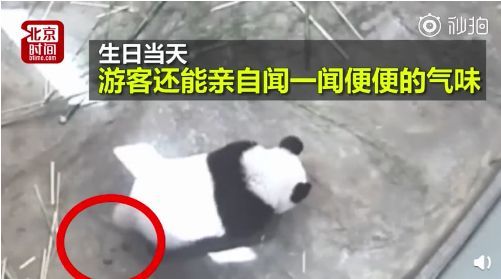花钱闻屎?!日本动物园推出大熊猫粪便体验,岛国网友表示很欣慰… 花钱闻屎?!日本动物园推出大熊猫粪便体验,岛国网友表示很欣慰…