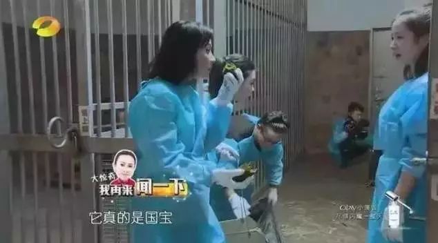 花钱闻屎?!日本动物园推出大熊猫粪便体验,岛国网友表示很欣慰… 花钱闻屎?!日本动物园推出大熊猫粪便体验,岛国网友表示很欣慰…