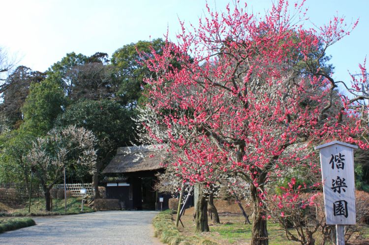 日本偕乐园11月将开始向县外游客收门票
