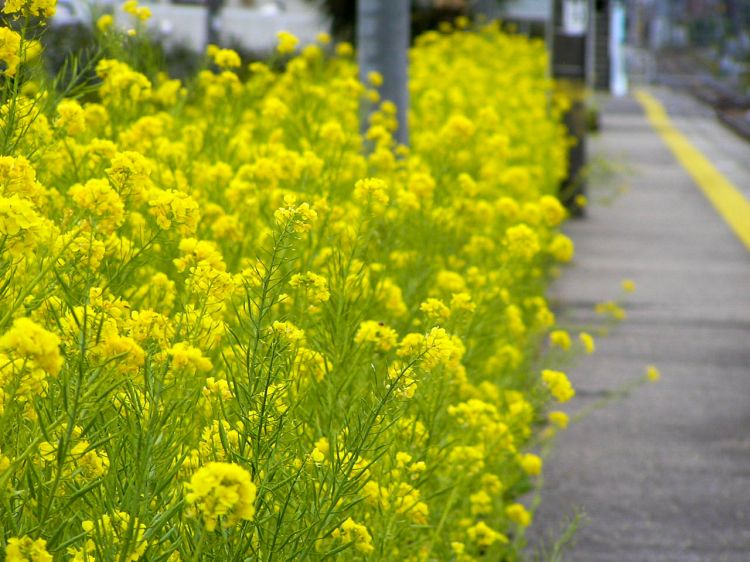《能看见海的车站》千叶篇：浜金谷站、竹冈站、和田浦站