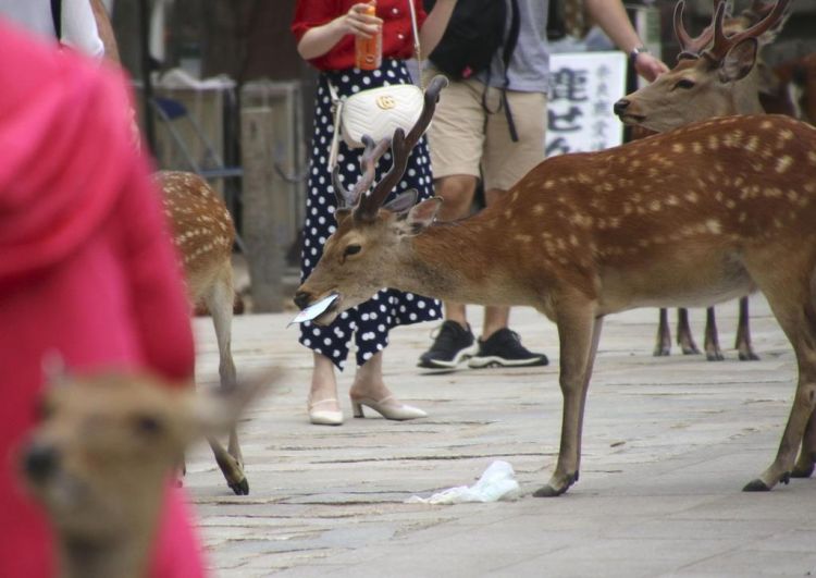 日本奈良鹿误食塑料袋死亡事故频发