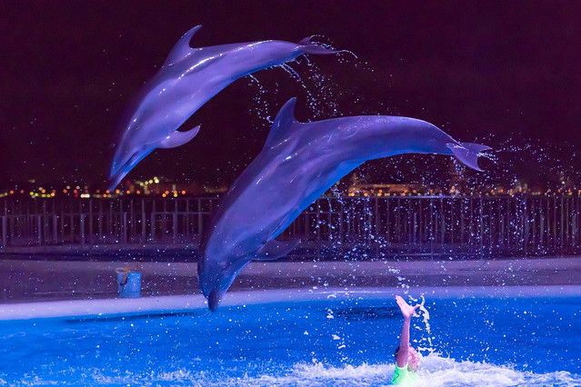 福冈夏季活动！海洋世界的夜之水族馆×夏日祭典来啦