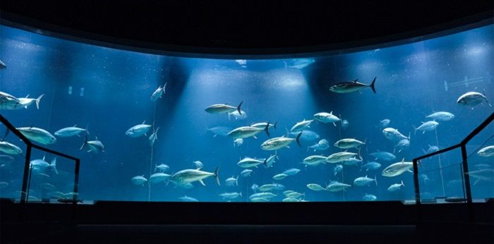 日本最值得参观的10所水族馆（上篇）
