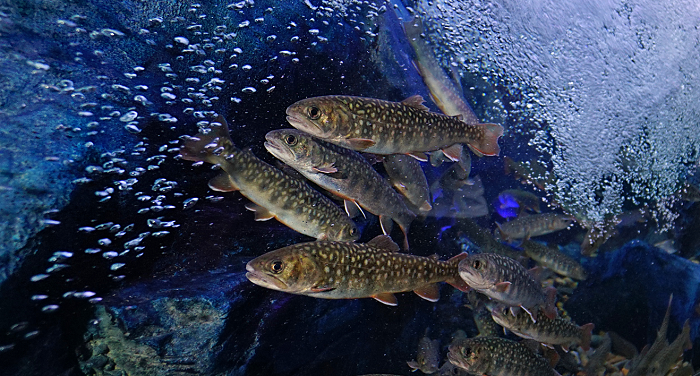 日本最值得参观的10所水族馆（上篇）