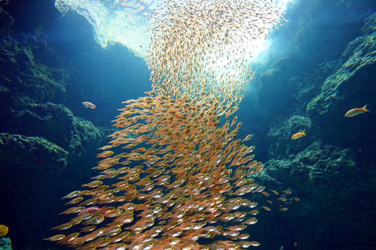 日本最值得参观的10所水族馆（下篇）