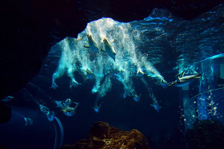 日本最值得参观的10所水族馆（下篇）