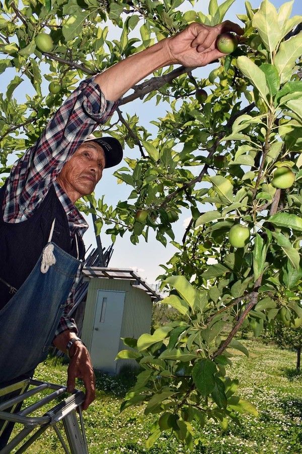 青森县苹果的有袋栽培率首次跌破20%