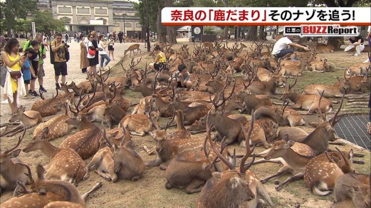 奈良国立博物馆前出现的“鹿群集会”引起网民热议 奈良国立博物馆前出现的“鹿群集会”引起网民热议