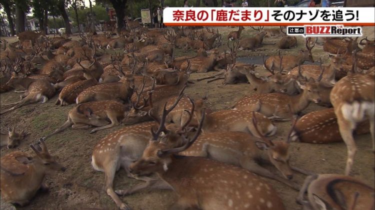 奈良国立博物馆前出现的“鹿群集会”引起网民热议 奈良国立博物馆前出现的“鹿群集会”引起网民热议