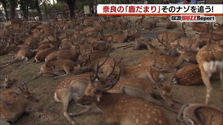 奈良国立博物馆前出现的“鹿群集会”引起网民热议