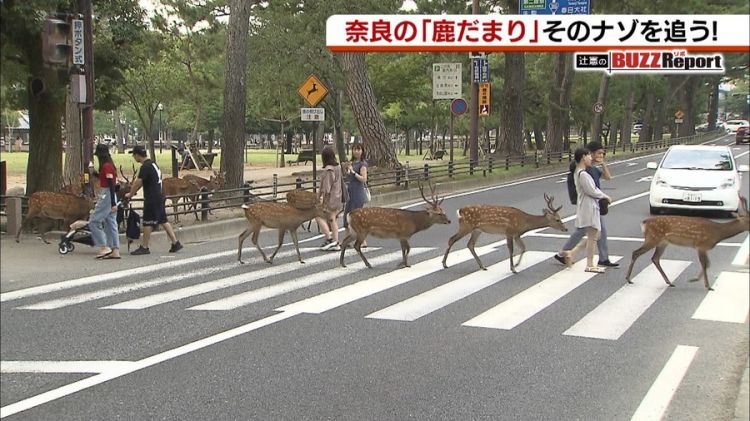 奈良国立博物馆前出现的“鹿群集会”引起网民热议