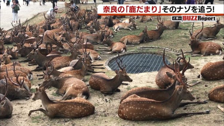 奈良国立博物馆前出现的“鹿群集会”引起网民热议
