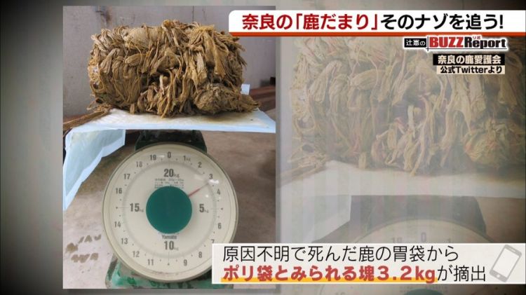 奈良国立博物馆前出现的“鹿群集会”引起网民热议