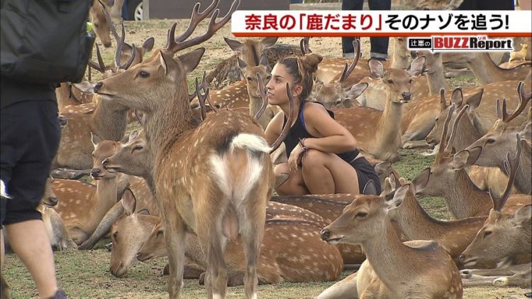 奈良国立博物馆前出现的“鹿群集会”引起网民热议