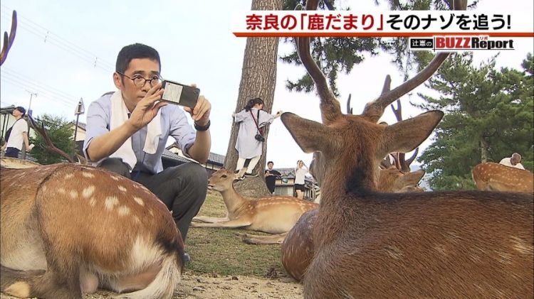 奈良国立博物馆前出现的“鹿群集会”引起网民热议