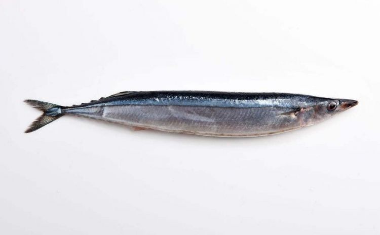 日本秋刀鱼跻身高档食材——捕捞量持续低迷造成价格飙升 日本秋刀鱼跻身高档食材——捕捞量持续低迷造成价格飙升