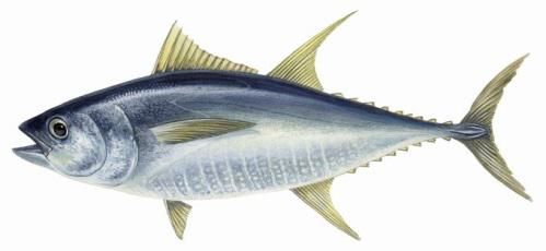 日本秋刀鱼跻身高档食材——捕捞量持续低迷造成价格飙升