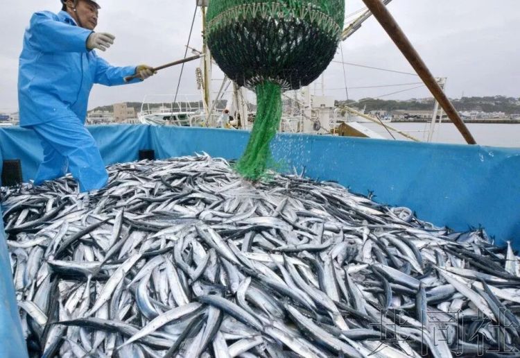 日本秋刀鱼跻身高档食材——捕捞量持续低迷造成价格飙升 日本秋刀鱼跻身高档食材——捕捞量持续低迷造成价格飙升