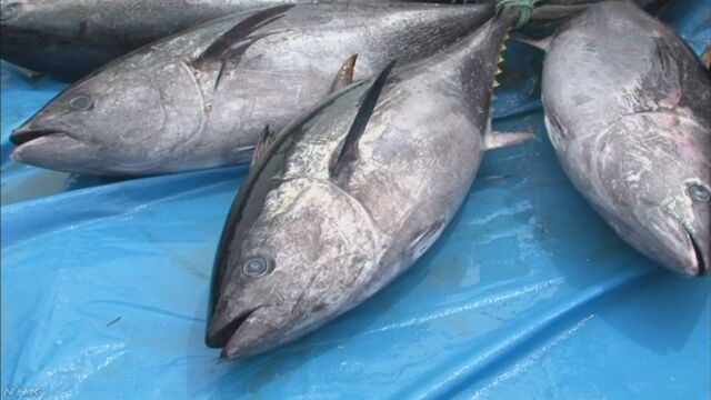日本拟提高蓝鳍金枪鱼捕捞量或遭反对