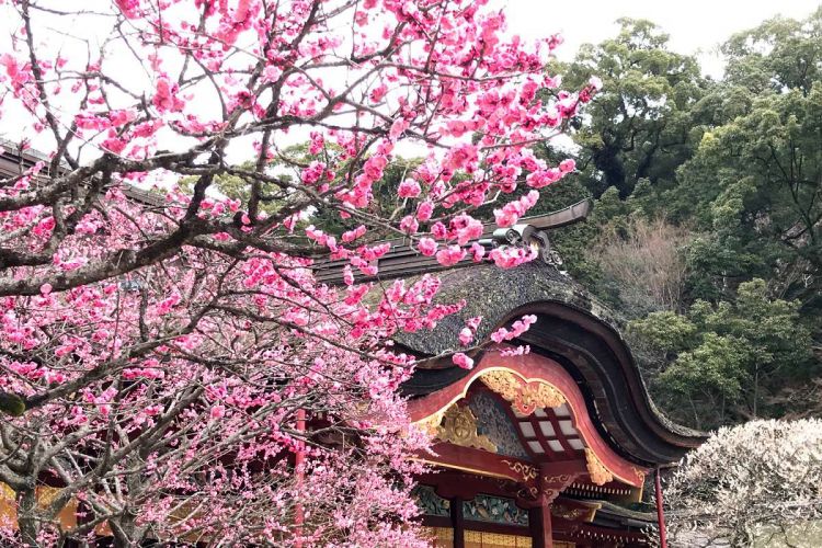 原来这里才是日本人心里最值得去的神社啊... 原来这里才是日本人心里最值得去的神社啊...