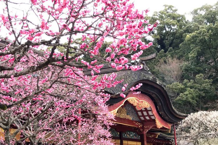 原来这里才是日本人心里最值得去的神社啊...