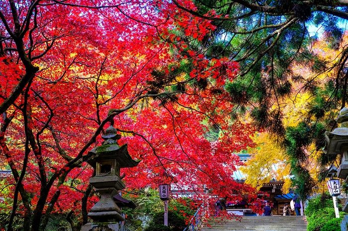 日本成为国人国庆假期出境游的首选旅行地 日本成为国人国庆假期出境游的首选旅行地