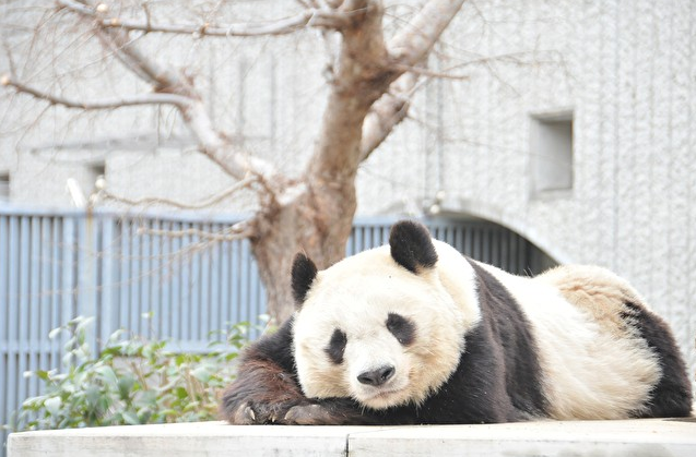 日本熊猫争夺战愈演愈烈！四大城市争相抢夺大熊猫！