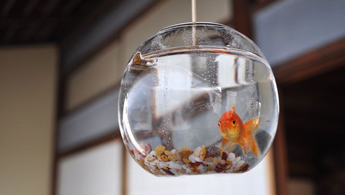 为何如此可爱？700年来日本人喜欢“金鱼”的理由