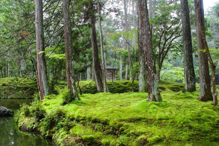 日本侘寂美学“使者”青苔，因气候变化面临危机