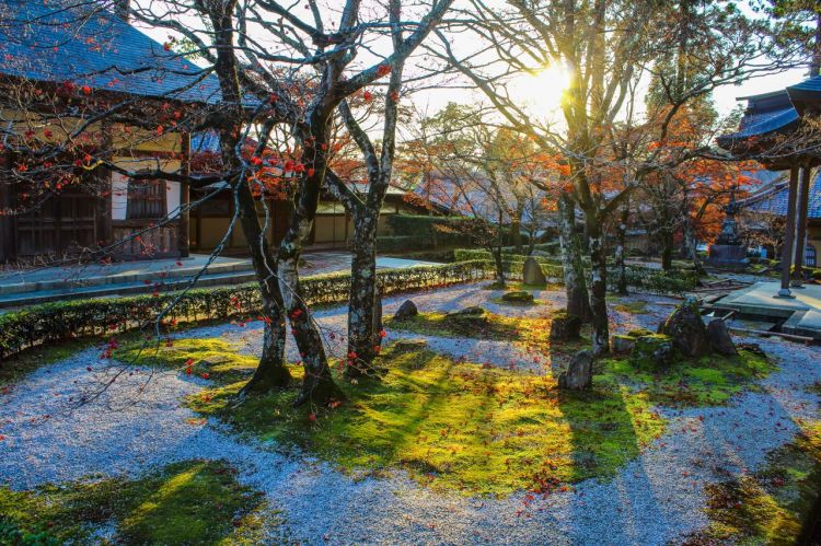 日本侘寂美学“使者”青苔,因气候变化面临危机 日本侘寂美学“使者”青苔,因气候变化面临危机