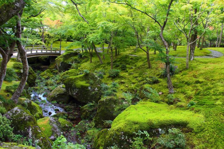 日本侘寂美学“使者”青苔,因气候变化面临危机 日本侘寂美学“使者”青苔,因气候变化面临危机