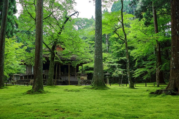 日本侘寂美学“使者”青苔,因气候变化面临危机 日本侘寂美学“使者”青苔,因气候变化面临危机