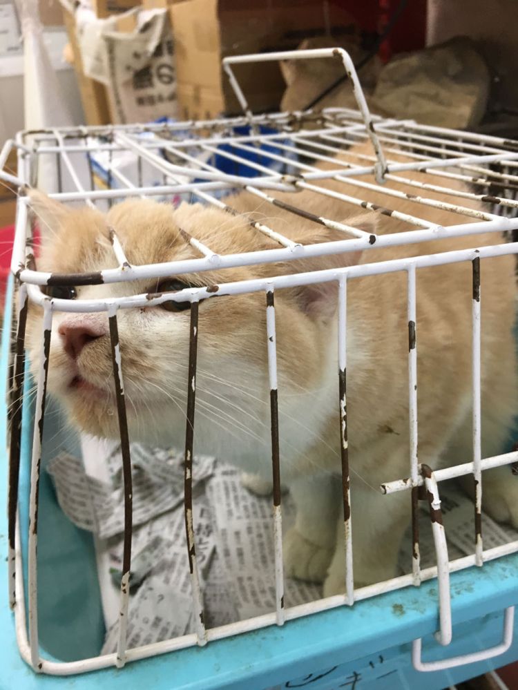 残酷的日本宠物店 上 除了猫狗 员工也在饱受折磨 日本通