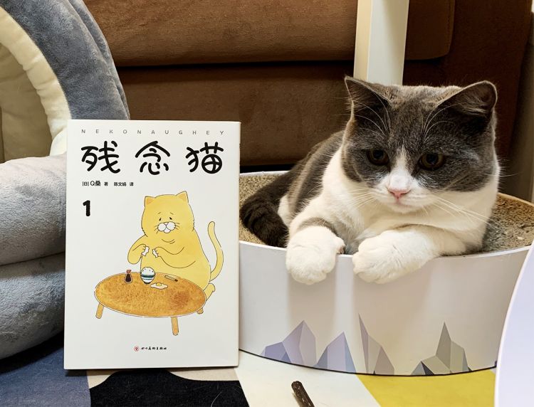 这哪是一只橘猫啊，分明就是活着的我本人