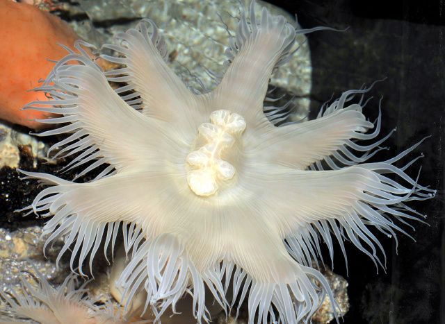 水族馆的名字命名为"美之海海葵",该属类到目前为只发现了这1个种类