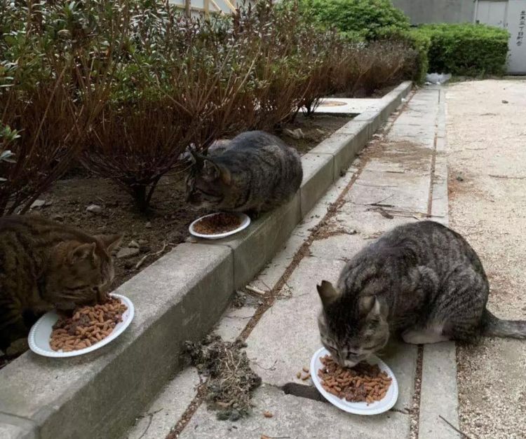 我在东京喂流浪猫：遇过最好的猫，也见过最坏的人