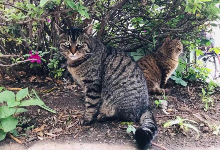 我在东京喂流浪猫：遇过最好的猫，也见过最坏的人