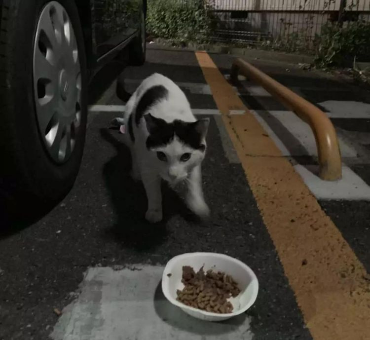 我在东京喂流浪猫：遇过最好的猫，也见过最坏的人