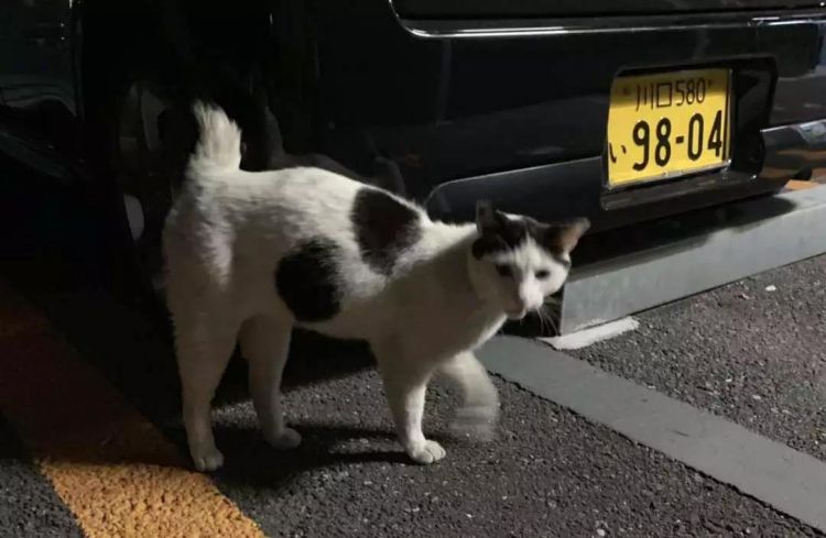 我在东京喂流浪猫：遇过最好的猫，也见过最坏的人