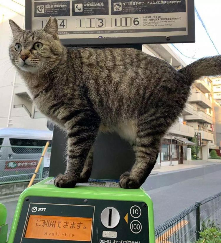 我在东京喂流浪猫：遇过最好的猫，也见过最坏的人