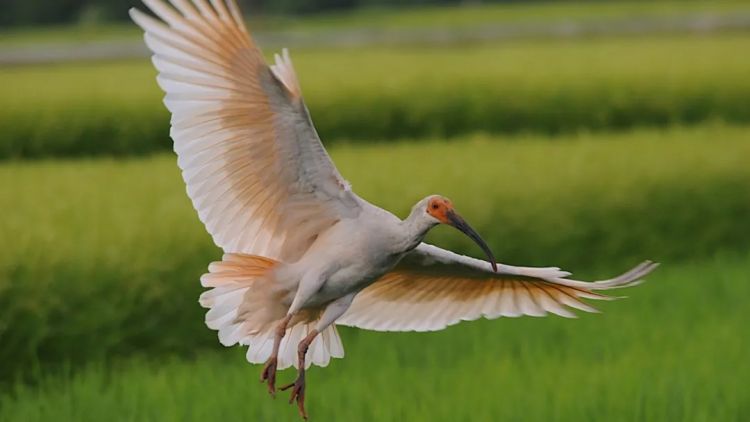 代表日本的“神鸟”，却在日本灭绝了