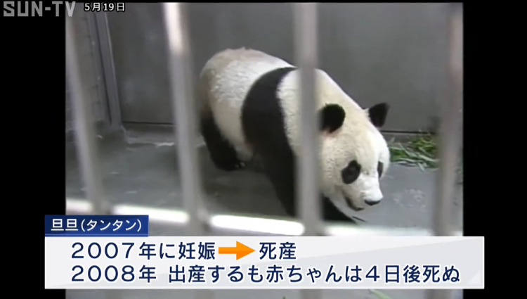 大熊猫“旦旦”将于近期结束旅日生活返回中国