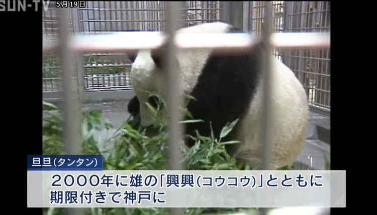 大熊猫“旦旦”将于近期结束旅日生活返回中国